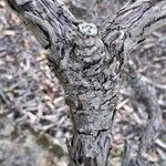 Echium wildpretii 树皮