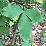 Laburnum anagyroides Feuille