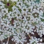 Daucus carota Květ