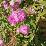 Spiraea japonicaBlüte