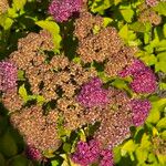 Spiraea japonicaFlower