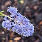 Ceanothus thyrsiflorus Blomst