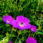 Geranium platypetalum Λουλούδι