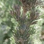 Artemisia austriaca Hoja