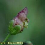 Scrophularia oblongifolia Frukt