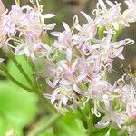 Adenostyles alpina 花