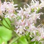Adenostyles alpina Fula