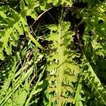 Pedicularis canadensis Foglia