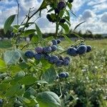 Vaccinium corymbosum Плод