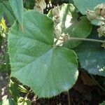 Rubus irenaeus Leaf