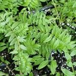 Polemonium caeruleum Blad