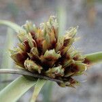Cyperus capitatus Flower