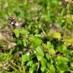 Stachys arvensis Liść