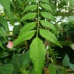 Murraya koenigii Leaf