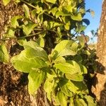 Terminalia prunioides Leaf