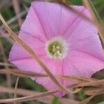 Convolvulus erubescens Flower