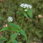Valeriana tripteris Flor