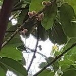 Ficus virens Fruit