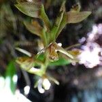 Bulbophyllum cylindrocarpum Blüte