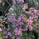 Erica australis Maua