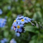 Myosotis sylvatica Fula