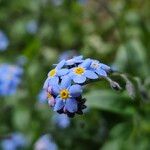 Myosotis sylvatica 花