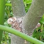 Euphorbia tirucalli Bark