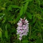 Dactylorhiza fuchsiiFlor