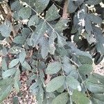 Boscia mossambicensis Blatt