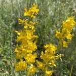 Hypericum hyssopifolium Blomma