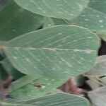 Combretum apiculatum Leaf
