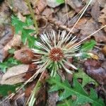 Taraxacum erythrospermum 果