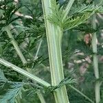 Artemisia annua Rinde