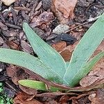 Iris florentina Leaf