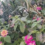 Lantana camara Flower