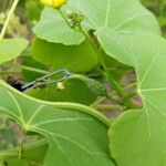 Luffa operculata Fruit