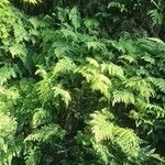 Adiantum venustum List