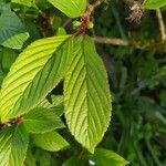 Viburnum farreriFolha