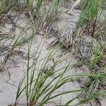 Calamagrostis breviligulata Habit