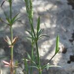 Crucianella latifolia Arall