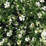 Gypsophila muralis Kvet