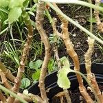 Pelargonium zonale Bark