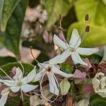 Clerodendrum trichotomum Blüte