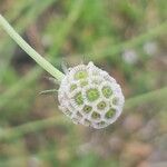 Scabiosa triandra Fruit