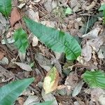Lepisorus ensatus Leaf
