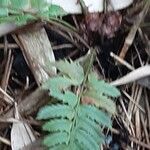 Polystichum aculeatum List