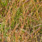 Festuca ambigua Fruit