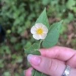 Herissantia crispa 花