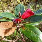 Rhododendron sherriffii Цвят