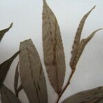 Xylopia surinamensis 其他
